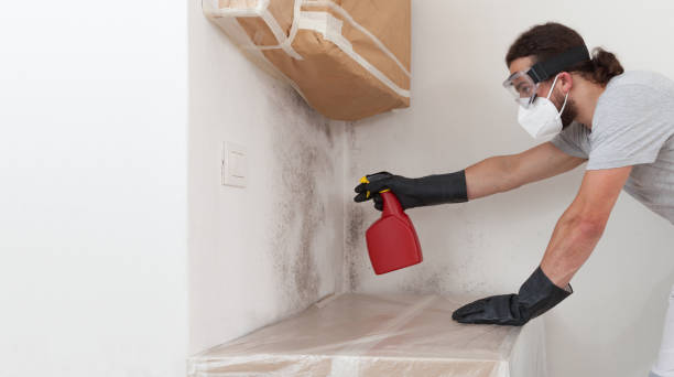 Professional Mold Inspection technician working in Mead, WA