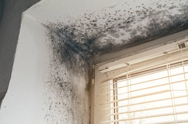 Affordable Mold Inspection solutions in Mead, WA
