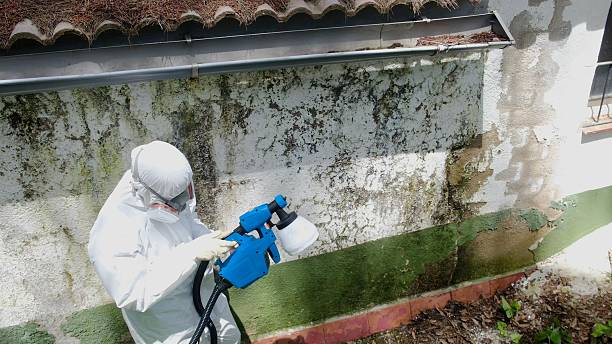 Top rated local Mold Inspection specialists in Mead, WA